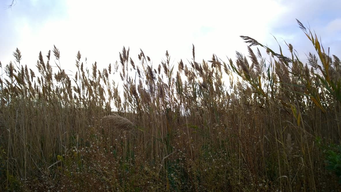 Cover Image for Oakwood Beach Returns to the Wild